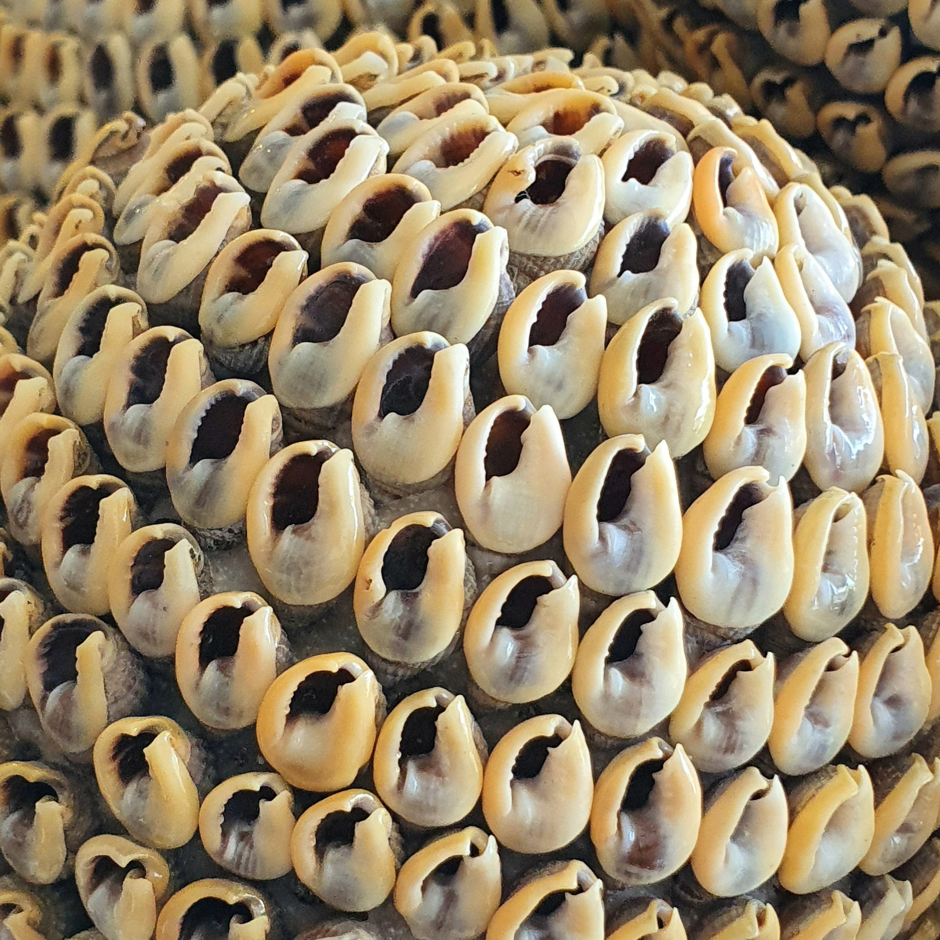 Hard Shell Ball Flower Style Sea Shell Balls – Canggu & Co