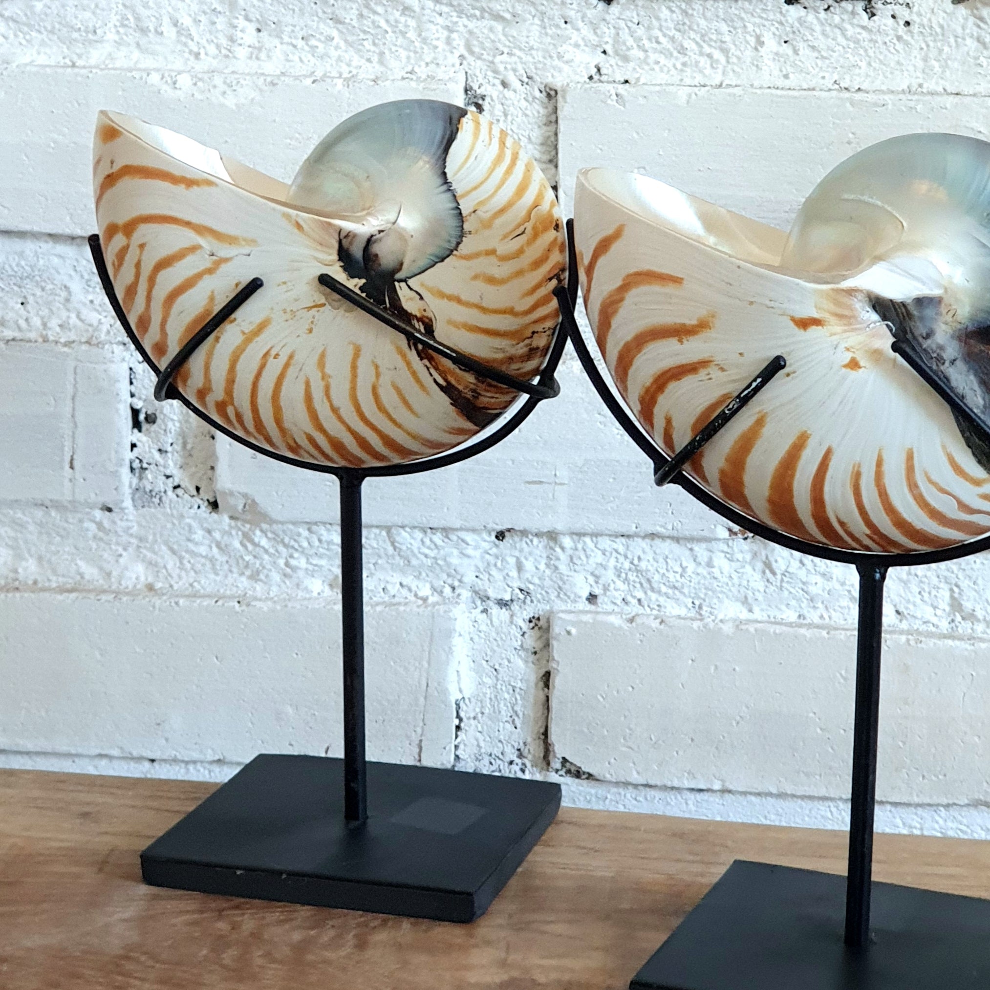 Snail Decoration With Stand – Canggu & Co