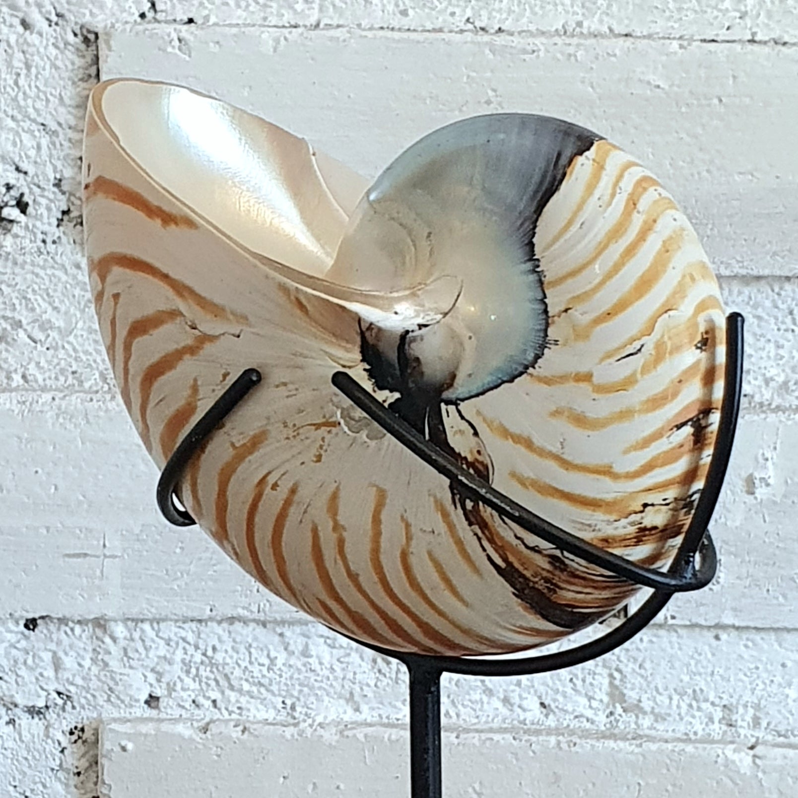 Snail Decoration With Stand – Canggu & Co