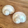 Shiny Seashells Decoration