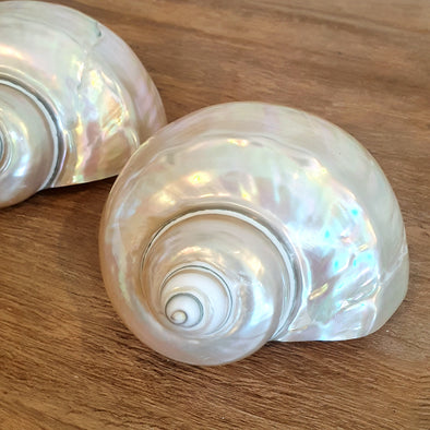 Shiny Seashells Decoration