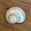 Shiny Seashells Decoration