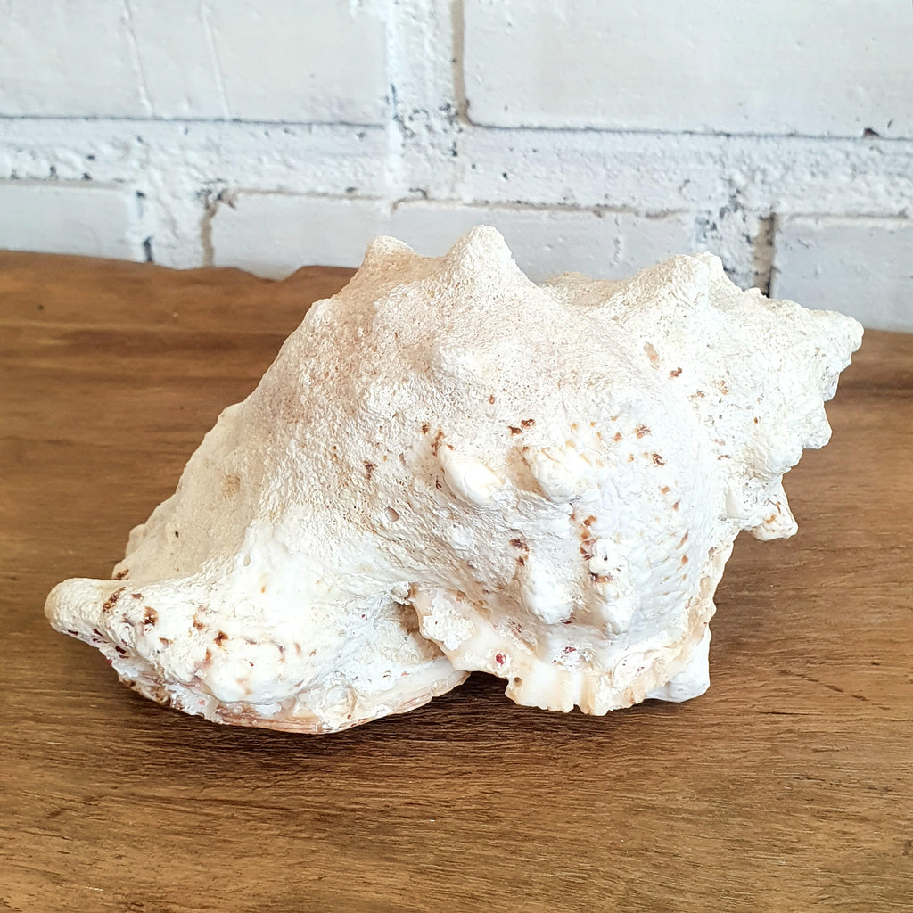 Large White Spiked Conch Shell Decoration – Canggu & Co