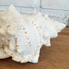 Large White Spiked Conch Shell Decoration