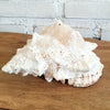 Large White Spiked Conch Shell Decoration