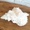 Large White Spiked Conch Shell Decoration