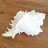 Spiny White Murex Shell Decoration