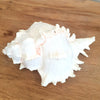 Spiny White Murex Shell Decoration