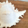 Spiny White Murex Shell Decoration