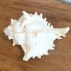 Spiny White Murex Shell Decoration