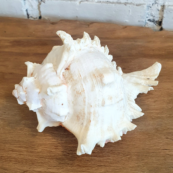 Spiny White Murex Shell Decoration