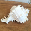 Spiny White Murex Shell Decoration