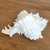 Spiny White Murex Shell Decoration