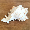 Spiny White Murex Shell Decoration