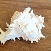 Spiny White Murex Shell Decoration