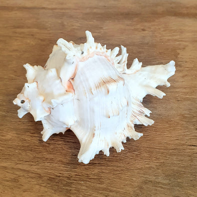 Spiny White Murex Shell Decoration