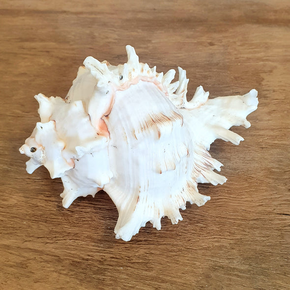 Spiny White Murex Shell Decoration