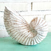 Wooden Nautilus Sea Shell Set of 3