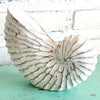 Wooden Nautilus Sea Shell Set of 3