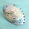 Clam Shell Jewelry Box