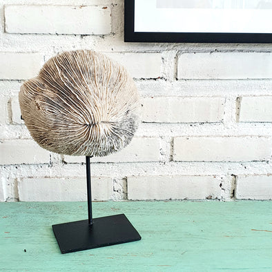 Natural Coral Decor on Stand (W)