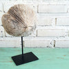 Natural Coral Decor on Stand (W)
