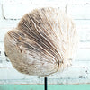 Natural Coral Decor on Stand (W)