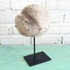 Natural Coral Decor on Stand (W)