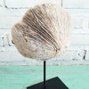 Natural Coral Decor on Stand (W)