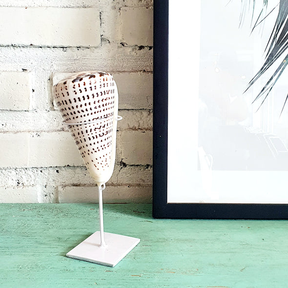 Tiger Cowrie Shell Decoration with Stand