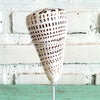 Tiger Cowrie Shell Decoration with Stand