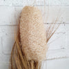 Exotic Pampas Loofah Fronds