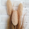 Exotic Pampas Loofah Fronds