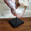 Large Sea Clam Shell Pendant Style Decor With Stand