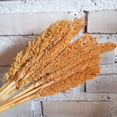 Dried Cantel Flower