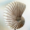 Wooden Sea Shell With Stand