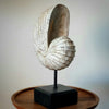 Wooden Sea Shell With Stand