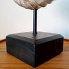 Wooden Sea Shell With Stand