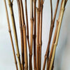 Exotic Banana Leaf & Bamboo "Curved Wave" Fronds