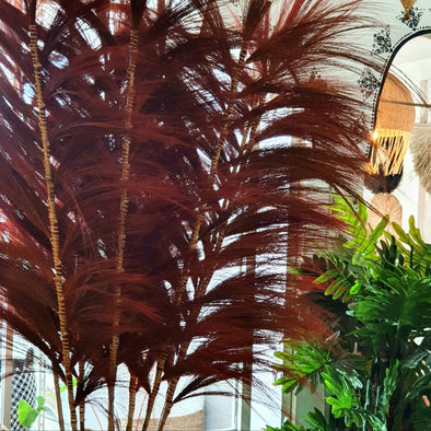 Tall Exotic Red Colored Straw Grass Fronds