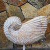 Antique Carved Wooden Sea Shell Decor - Canggu & Co