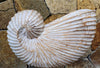 Wooden Nautilus Sea Shell