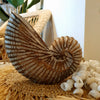 Wooden Nautilus Sea Shell