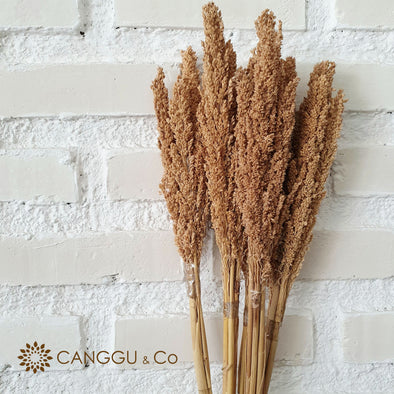 Dried Cantel Flower